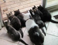 PG平台-穆勒爆发！佛罗伦萨鏖战多特蒙德，一场定义坚韧的欧战传奇